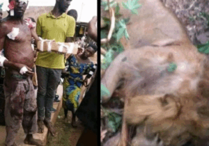 Bare-Handed Hero: Ugandan Man Kills Lion After Hour-Long Battle to Save His Family