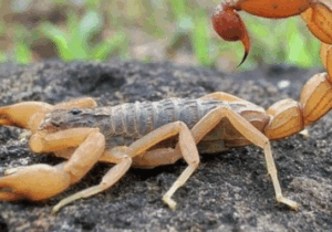 BREAKING NEWS: What you should do immediately after a scorpion stings you