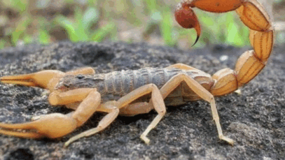 BREAKING NEWS: What you should do immediately after a scorpion stings you