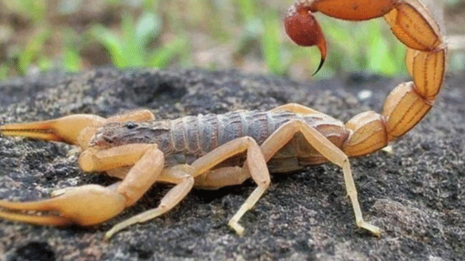 BREAKING NEWS: What you should do immediately after a scorpion stings you