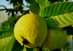 Five 5 Health Benefits Of Guava Leaves You Should Know
