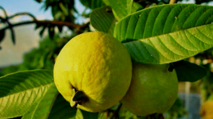 Five 5 Health Benefits Of Guava Leaves You Should Know Five 5 Health Benefits Of Guava Leaves You Should Know