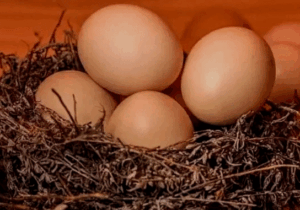 BREAKING: How Men Can Use Eggs To Boost Their Sèxual Health