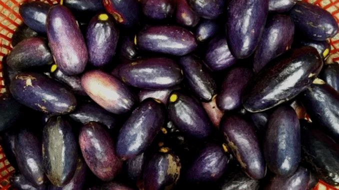 BREAKING NEWS: 9 Potent Benefits Of Nigerian Pear (Ube)