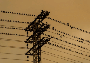 BREAKING NEWS: Why don’t birds get electrocuted on wires?