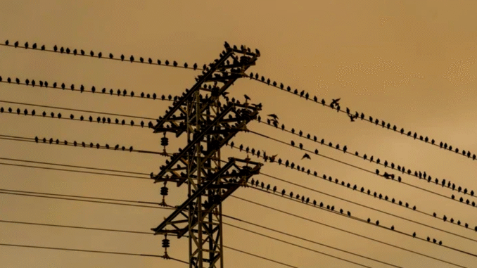BREAKING NEWS: Why don’t birds get electrocuted on wires?