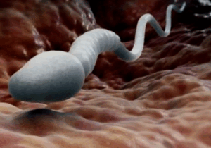 BREAKING NEWS: What else does semen do in a woman’s body apart from reproduction?