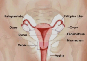 BREAKING NEWS: Causes Of Painful Periods and How to Stop It