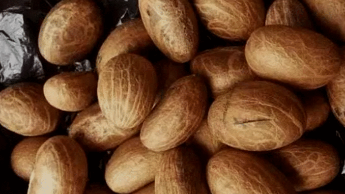 BREAKING NEWS: 9 séxual benefits of bitter kola for men and women BREAKING NEWS: 9 séxual benefits of bitter kola for men and women
