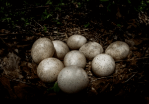 BREAKING NEWS: Turkey Eggs – Why Don’t We Eat Them?