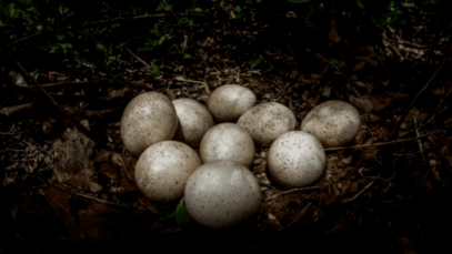 BREAKING NEWS: Turkey Eggs – Why Don’t We Eat Them?