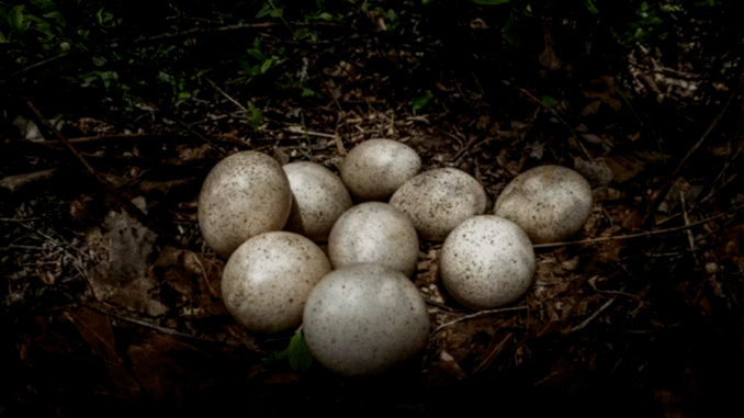 BREAKING NEWS: Turkey Eggs – Why Don’t We Eat Them? BREAKING NEWS: Turkey Eggs – Why Don’t We Eat Them?