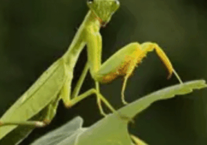 JUST-IN: 10 Animals That Give Birth and Then Die