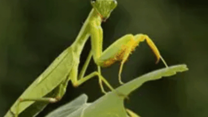 JUST-IN: 10 Animals That Give Birth and Then Die