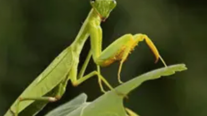 JUST-IN: 10 Animals That Give Birth and Then Die JUST-IN: 10 Animals That Give Birth and Then Die