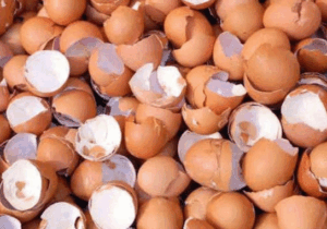 BREAKING NEWS: Reasons Why You Shouldn’t Throw Away Your Eggshells