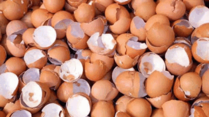BREAKING NEWS: Reasons Why You Shouldn’t Throw Away Your Eggshells