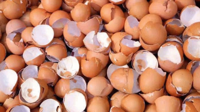 BREAKING NEWS: Reasons Why You Shouldn’t Throw Away Your Eggshells