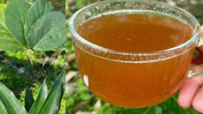 BREAKING NEWS: The Four Leaves That Eliminate Diabetes, Fatty Liver, Poor Circulation, and High Blood Pressure.