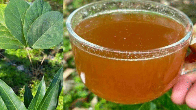 BREAKING NEWS: The Four Leaves That Eliminate Diabetes, Fatty Liver, Poor Circulation, and High Blood Pressure.
