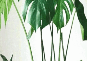 BREAKING NEWS: 6 Bedroom plants that will improve your health and wellness