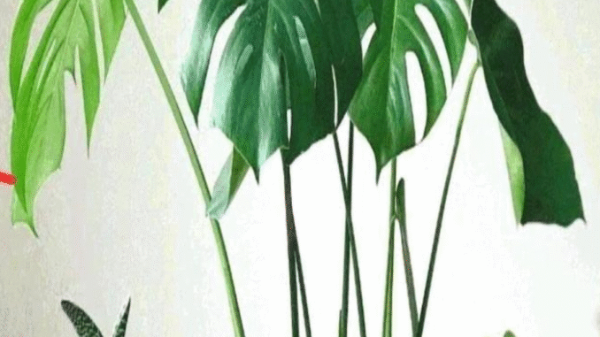BREAKING NEWS: 6 Bedroom plants that will improve your health and wellness BREAKING NEWS: 6 Bedroom plants that will improve your health and wellness