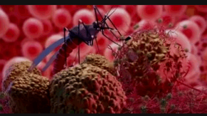 BREAKING: Do you have typhoid or malaria? How to tell the difference