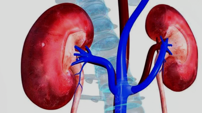 BREAKING: How artificial sweeteners fuel diabetes, damage kidney, say experts BREAKING: How artificial sweeteners fuel diabetes, damage kidney, say experts