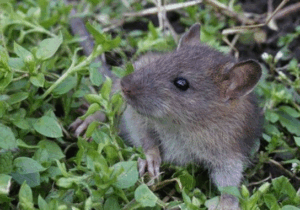BREAKING NEWS: Rats will run away from your garden if you use natural item that’s their ‘nemesis’