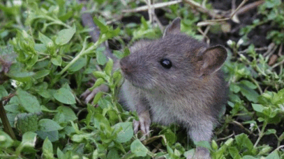 BREAKING NEWS: Rats will run away from your garden if you use natural item that’s their ‘nemesis’