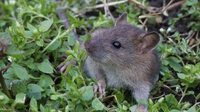 BREAKING NEWS: Rats will run away from your garden if you use natural item that’s their ‘nemesis’
