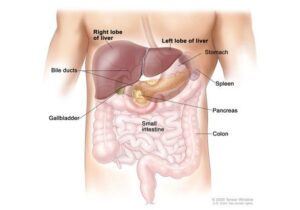 Important Precautions: Four 4 Factors to Avoid to Reduce the Risk of Liver Cancer
