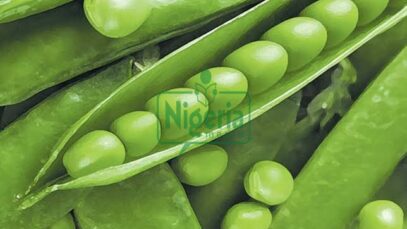 Here Is A Dangerous Disease That is Cured By Consuming Peas Frequently (JUST-IN)