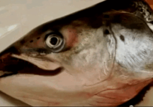 Do You Eat The Head Of Fish? See What It Does To Your Brain