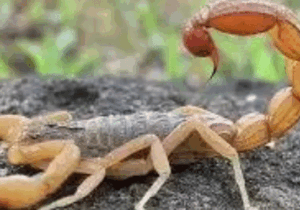 BREAKING: If A Scorpion Sting You At Home Don’t Panic, Do This To Get The Poison Out And Save Your Life