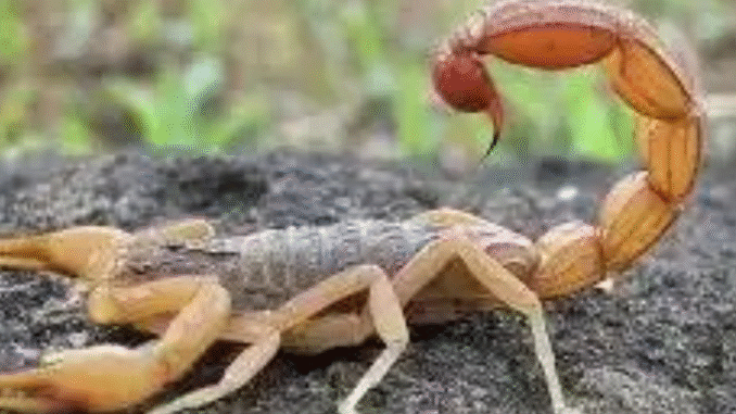 BREAKING: If A Scorpion Sting You At Home Don’t Panic, Do This To Get The Poison Out And Save Your Life BREAKING: If A Scorpion Sting You At Home Don’t Panic, Do This To Get The Poison Out And Save Your Life