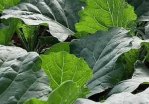 How To Successfully Start Sukumar Wiki Farming And Getting More Profit