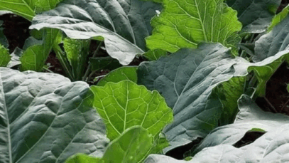 How To Successfully Start Sukumar Wiki Farming And Getting More Profit