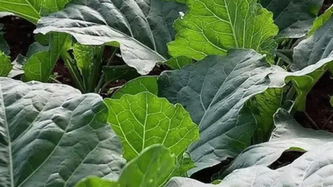 How To Successfully Start Sukumar Wiki Farming And Getting More Profit