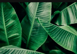 Banana Leaves Found Effective in Treating Ten Various Diseases