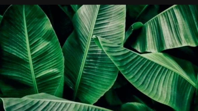 Banana Leaves Found Effective in Treating Ten Various Diseases