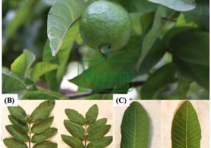 The Four Leaves That Eliminate Diabetes, Fatty Liver, Poor Circulation, And High Blood Pressure