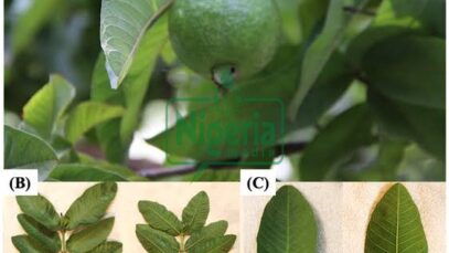 The Four Leaves That Eliminate Diabetes, Fatty Liver, Poor Circulation, And High Blood Pressure