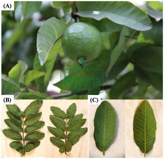 The Four Leaves That Eliminate Diabetes, Fatty Liver, Poor Circulation, And High Blood Pressure