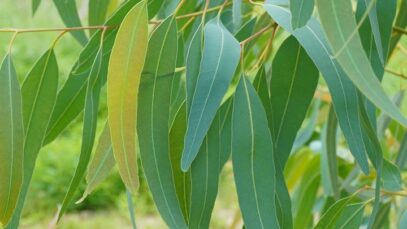 8 Health Benefits Of Eucalyptus Leaves You Never Knew