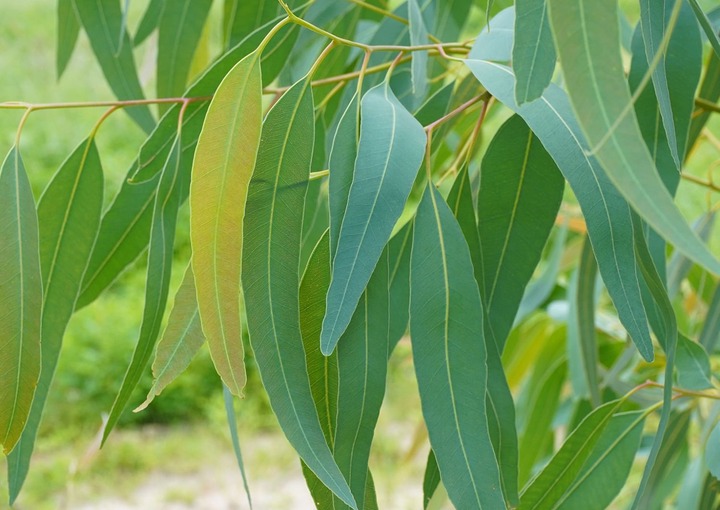 8 Health Benefits Of Eucalyptus Leaves You Never Knew
